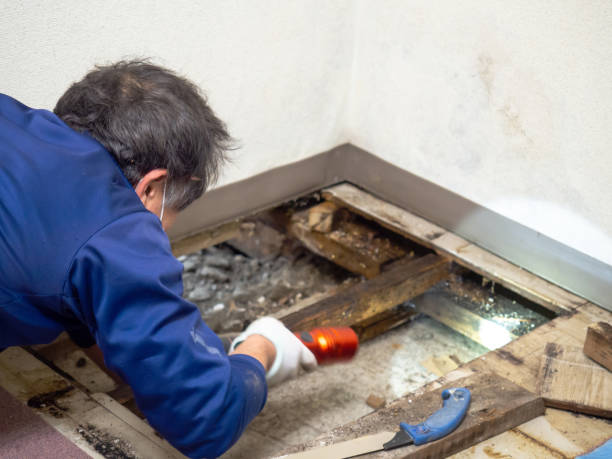 Best Commercial Mold Removal  in Leesport, PA