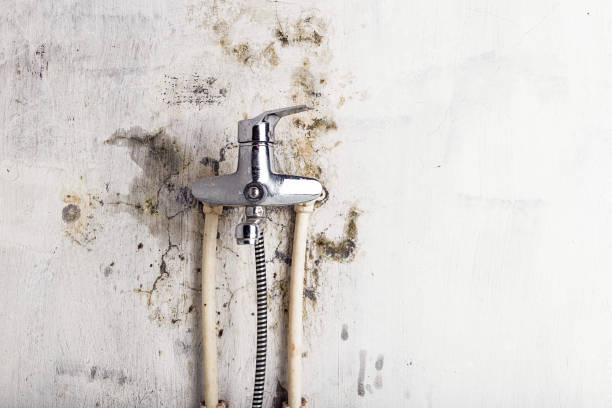 Best Mold Removal Company Near Me  in Leesport, PA