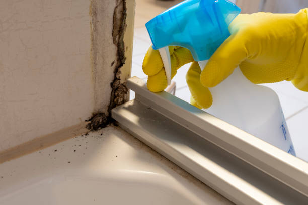 Best Same-Day Mold Removal  in Leesport, PA