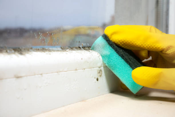 Best Mold Cleaning Services  in Leesport, PA